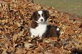BERGER AUSTRALIEN PUPPIES 223